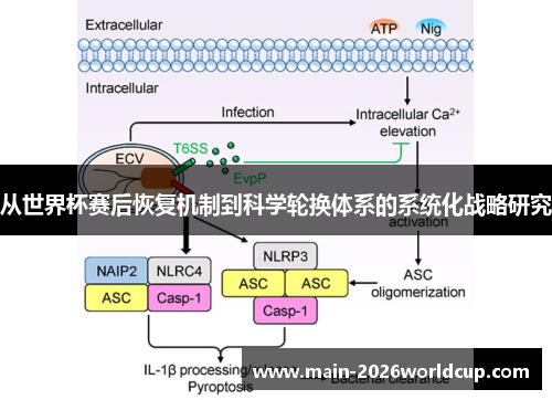 从世界杯赛后恢复机制到科学轮换体系的系统化战略研究 从世界杯赛后恢复机制到科学轮换体系的系统化战略研究